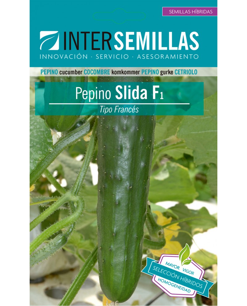 Cucumber Slida F1 Hybrid