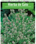 Hierba de gato