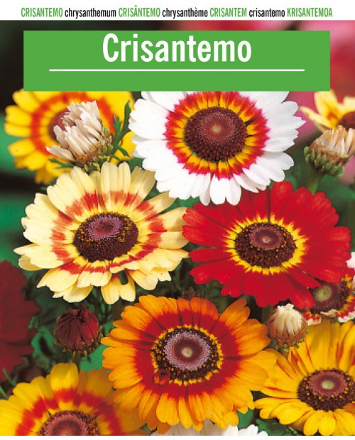 Crisantemo