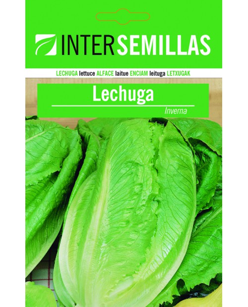 Lechuga (Inverna)