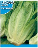 Lechuga (Valladolid) 6g