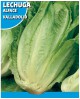 Valladolid Romaine Lettuce