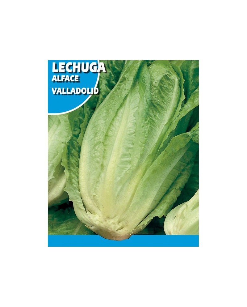 Lechuga (Valladolid) 6g