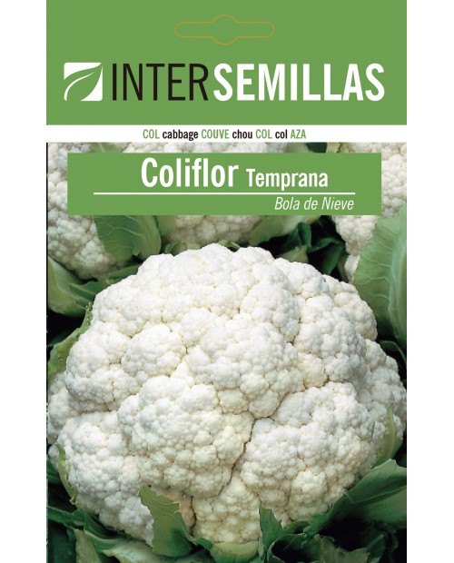 Coliflor bola de nieve