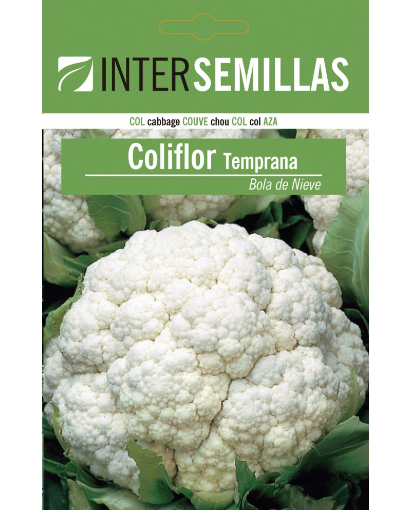 Coliflor bola de nieve