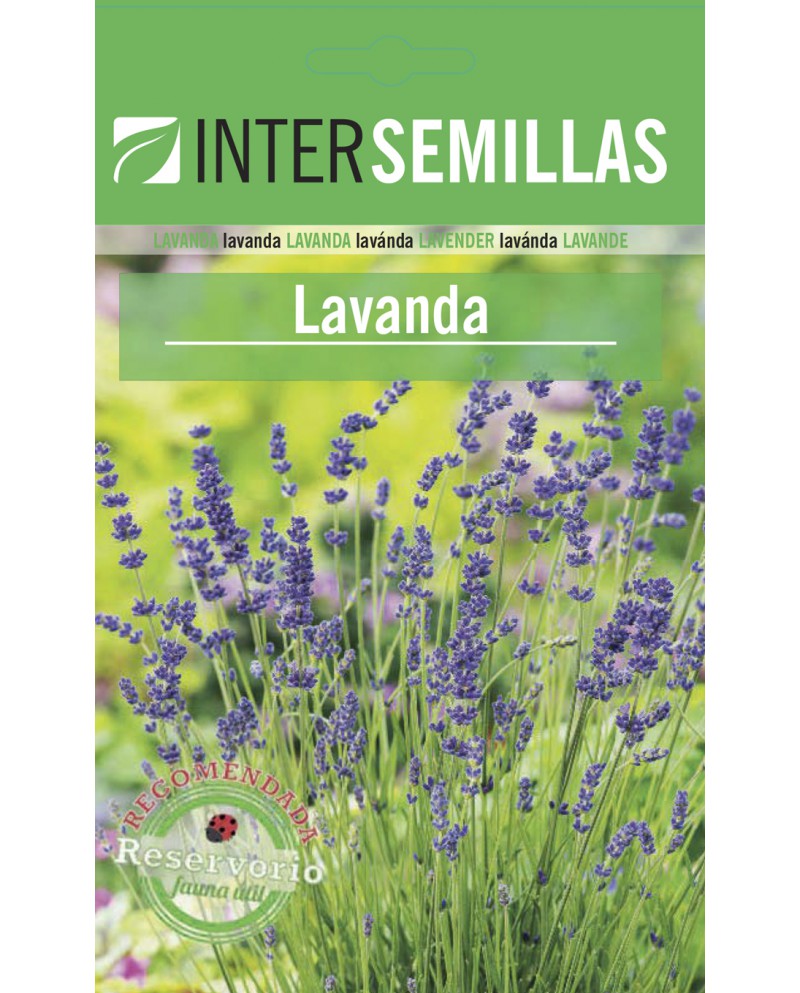 Lavanda 