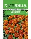 Gaillardia 