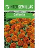 Gaillardia 