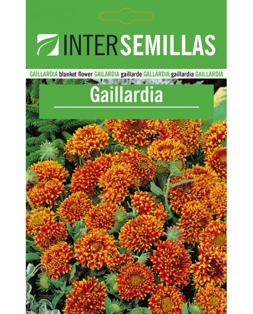 Gaillardia 