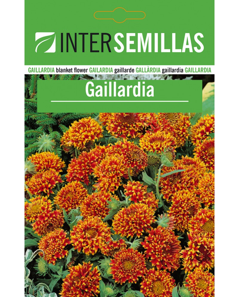 Gaillardia 