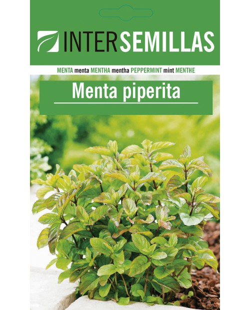 Menta piperita