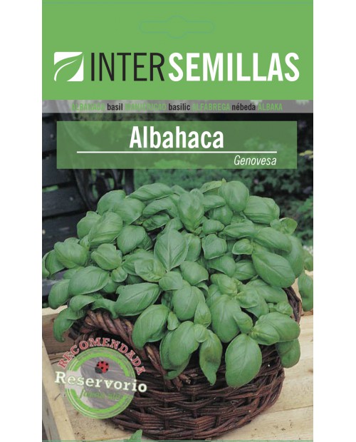 Albahaca Genovesa (Ocimum Basilicum)