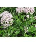 Valeriana 0,2g