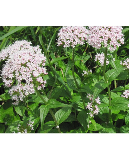 Valeriana 0,2g