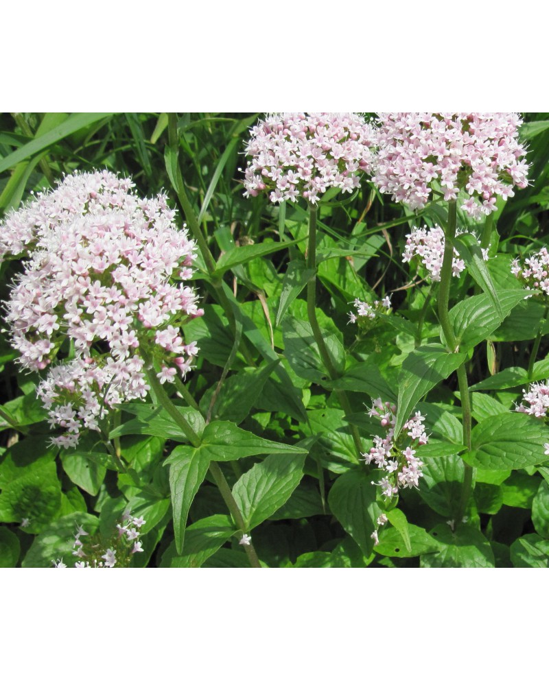 Valeriana