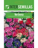 Verbena Sparkle