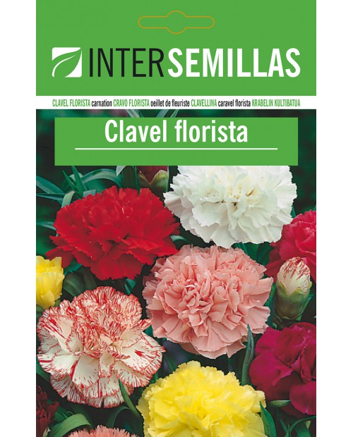 Clavel Florista