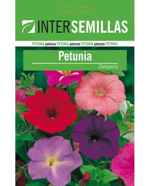 Petunia