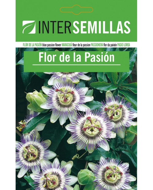 Flor de la Pasión