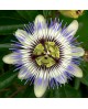 Blue Passionflower