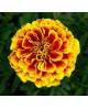 French Marigold