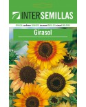 Girasol