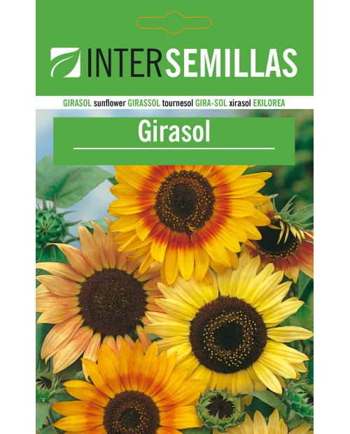 Girasol