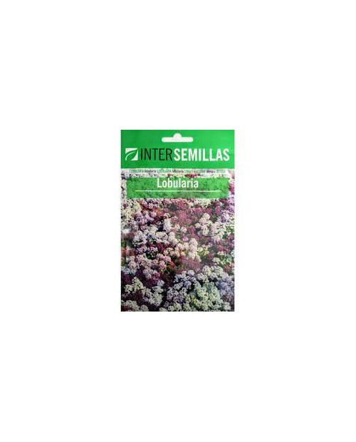 Lobularia Mix