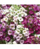 Lobularia Mix