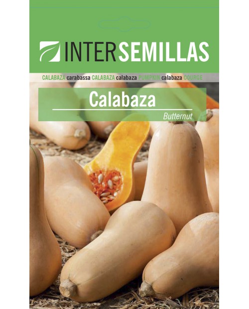 Calabaza Butternut