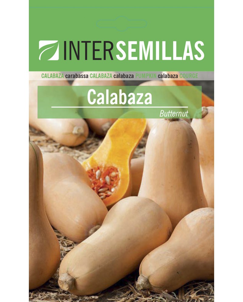 Calabaza Butternut