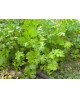 Gigante de Italia Parsley