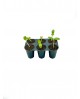 Display box seedling tray 6 plugs( 24 trays/display)