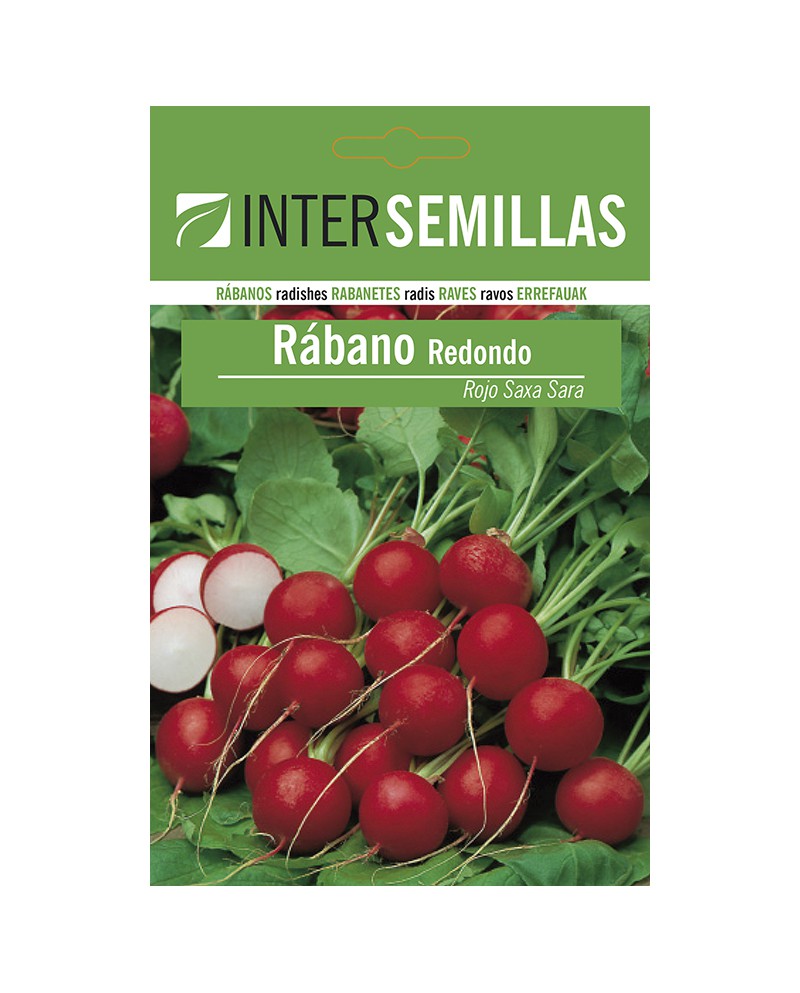 Rabano Saxa