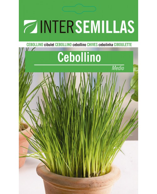 Cebollino