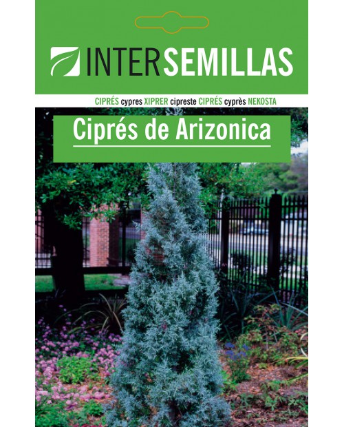 Arizona Cypress