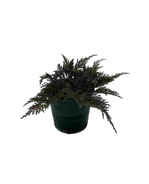 Juniperus Prince of Wales 2,5 L