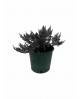 Juniperus Blue Chip 2,5L