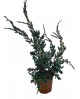 Juniperus Squam Mayeri 3 L