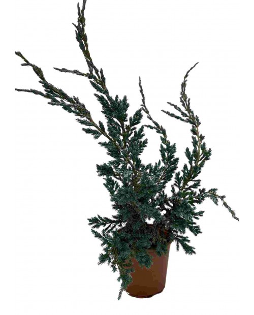 Juniperus Squam Mayeri 3 L