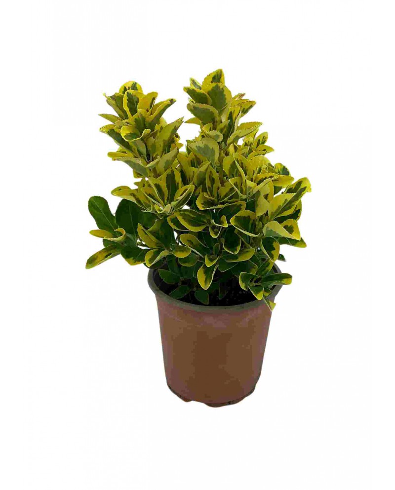 Euonymus Japonica Aurea 2,5 L