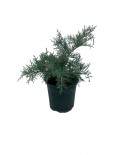 Juniperus Grey Owl 2,5 L