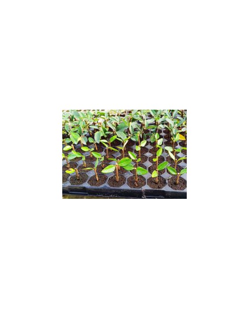 Plugin Pro 104 Bio Coco 