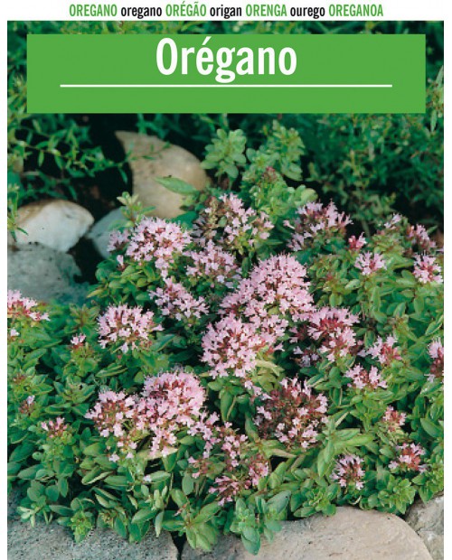 Oregano